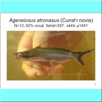 Ageneiosus atronasus.png